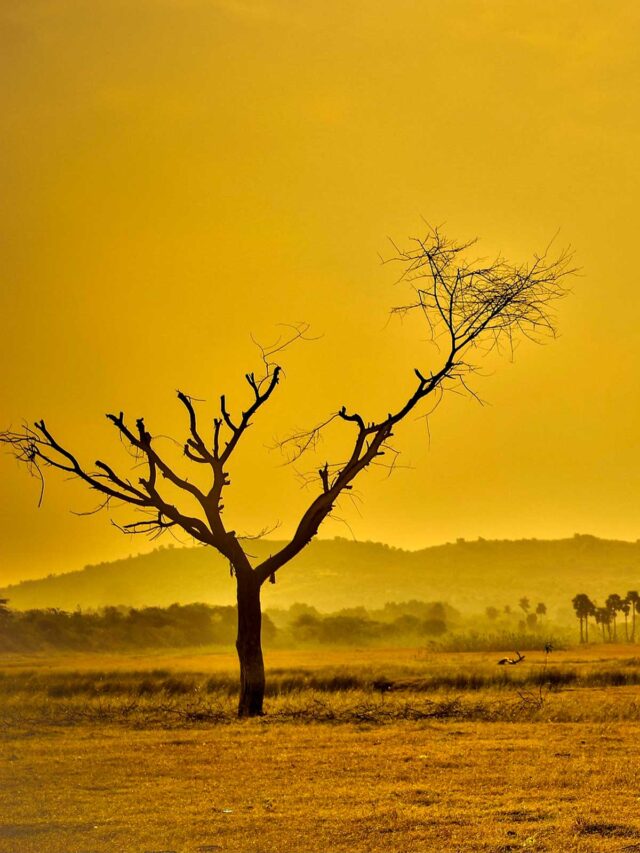 A Biodiversidade e o Futuro do Planeta